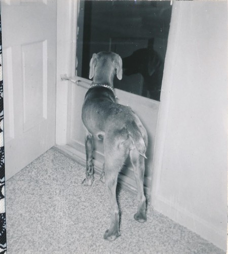Snapshot vintage photo - photo, dog
